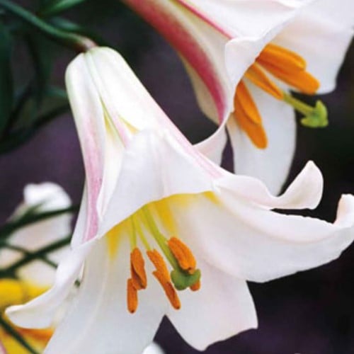 Lilium Regale - Lis