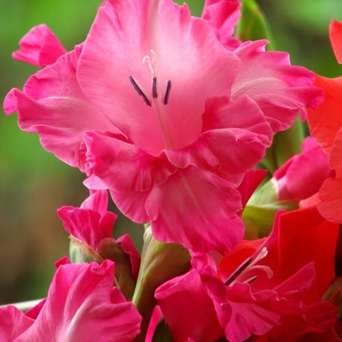 Gladiolus Fairytale Pink - Glaïeul