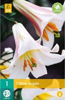 Lilium Regale - Lelie-2