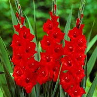 Gladiolus Mascagni – Glaïeul rouge