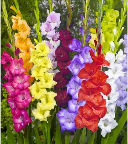 Glaïeul en mélange (en vrac) - Gladiolus