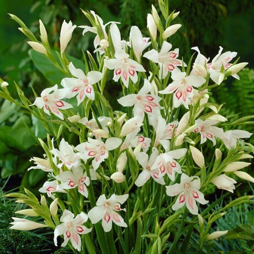 Glaïeul Nymph - Gladiolus