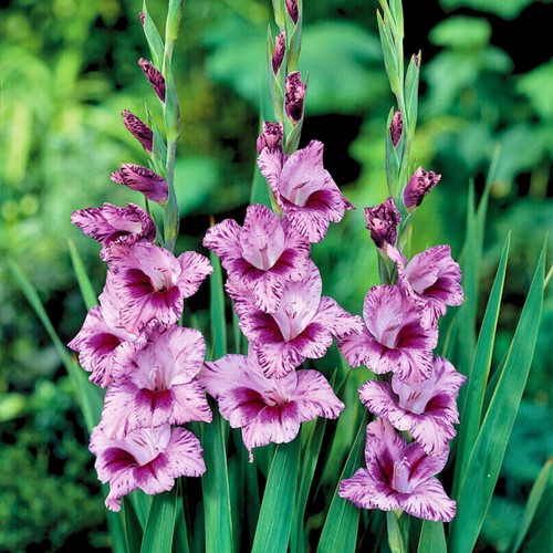 Glaïeuls Passos - Gladiolus