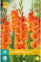 Gladiolus Peter Pears - Glaïeul-2