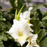 Gladiolus Serena - Glaïeul Blanc