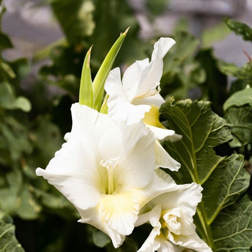 Gladiolus Serena - Glaïeul Blanc