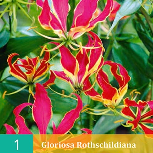 Lis la Flamme - Gloriosa Rothschildiana