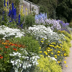 Plate-bande de jardin Blanche, Bleu et Jaune - Modeste Herwig (30 plantes)
