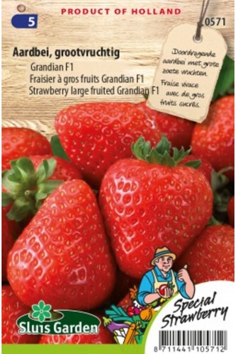 Fraisier Grandian F1