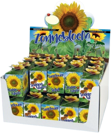 Greengift Zonnebloem 40 stuks in showdoos