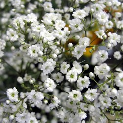 Gipskruid Paniculata - Gypsophila