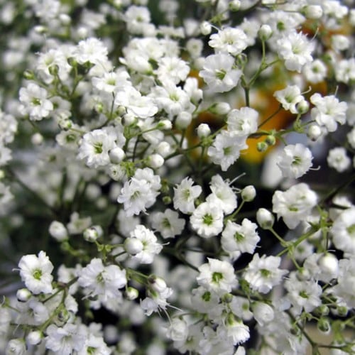 Gypsophile paniculé - Gypsophila paniculata