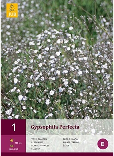 Gypsophila Perfecta – Gypsophile