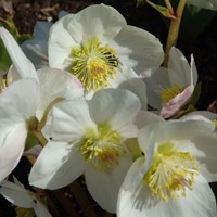 Rose de Noël Niger - Helleborus