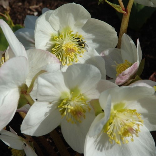 Rose de Noël Niger - Helleborus