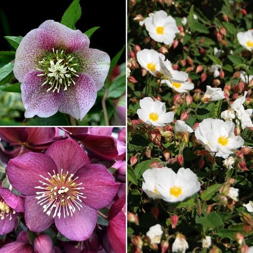 Rose de Noël Mélange - Helleborus Plantes en Pot