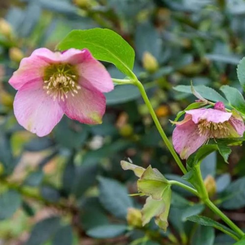 Helleborus orientalis Pretty Ellen Pink - Rose de Noël