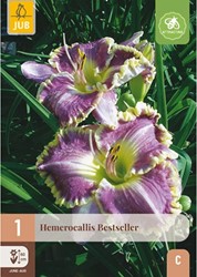 Hemerocallis Bestseller - Lis d’un jour, Hémérocalle