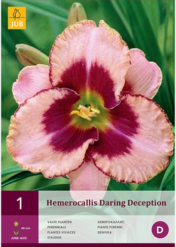 Hemerocallis Daring Deception- Hémérocalle