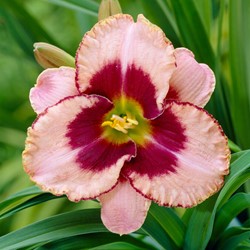 Hemerocallis Daring Deception- Hémérocalle
