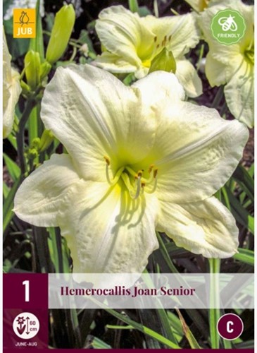 Hemerocallis Joan Senior - Hémérocalle