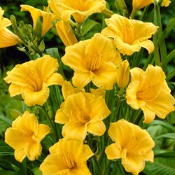 Hémérocalle Stella d’Oro - Hemerocallis potplant (Pack de Six)