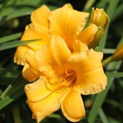 Hémérocalle Stella d’Oro - Hemerocallis potplant (Pack de Six)