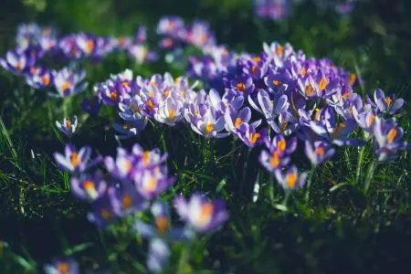 Plantes à floraison printanière