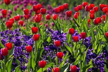 Tulipes