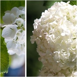 Hortensia Blanc - Hydrangea