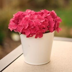 Hortensia Alpenglühen - Hydrangea macrophylla