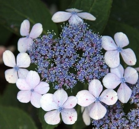 Hortensia Libelle - Hydrangea macrophylla Les Bulbes a Fleurs