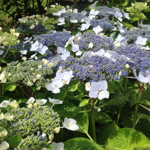 Hortensia Mariesii Perfecta - Hydrangea macrophylla