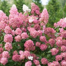 Hortensia Pinky Winky® - Hydrangea paniculata