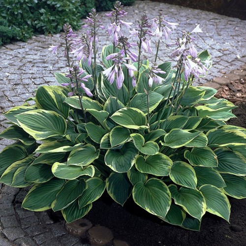 Hosta Aureomarginata