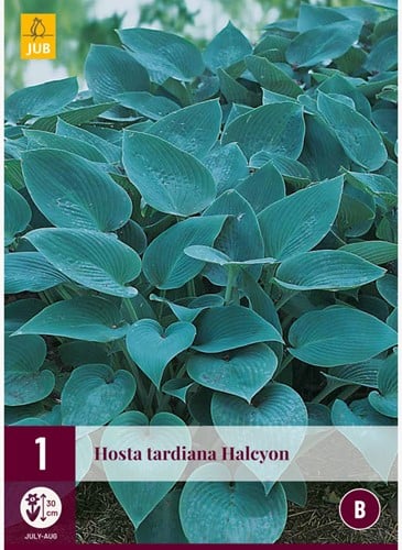 Hosta Halcyon - Hosta tardiana