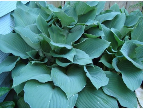Hosta Sieboldii Bleu / Sieboldiana Elegans