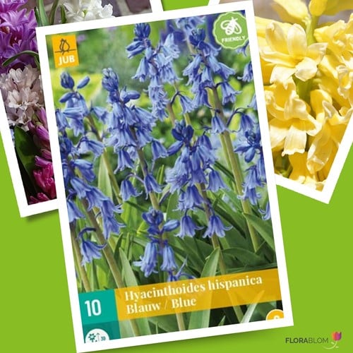 Hyacinthoides Hispanica Bleu – Jacinthe des Bois