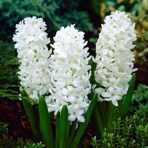 Jacinthe Aiolos - Hyacinthus