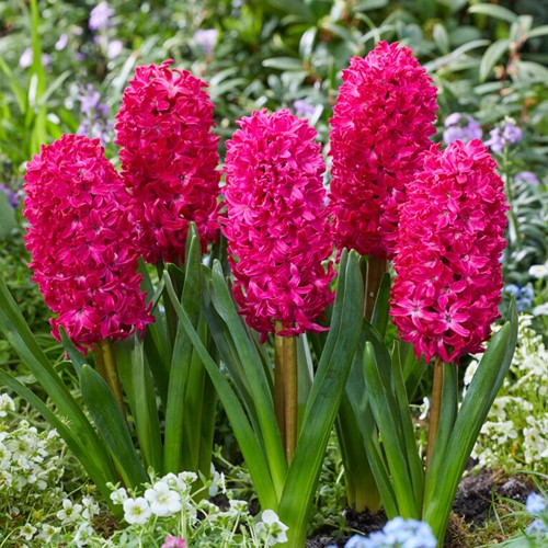Jacinthe Jan Bos - Hyacinthus
