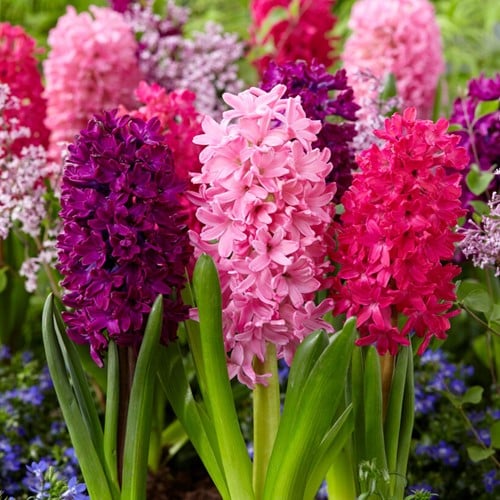 Jacinthe Red Dream Mix - Hyacinthus