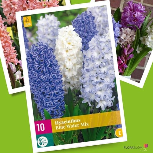 Jacinthes Blue Water Mix - Hyacinthus