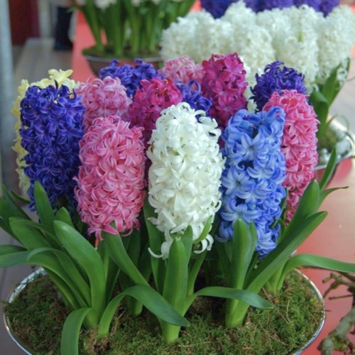 Jacinthes Fantaisie en Mélange - Hyacinthus