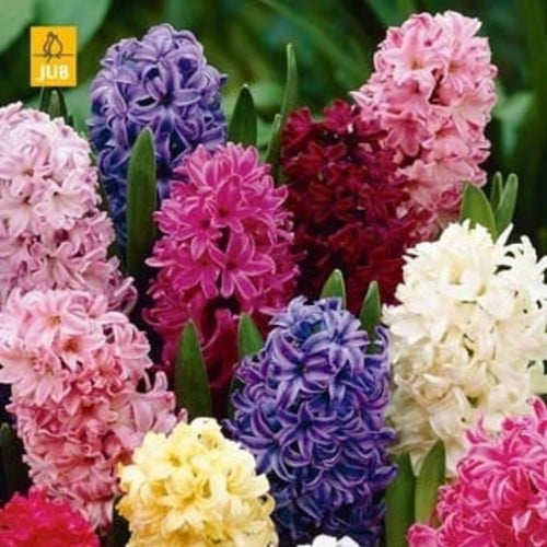 Jacinthes Fantaisie en Mélange - Hyacinthus