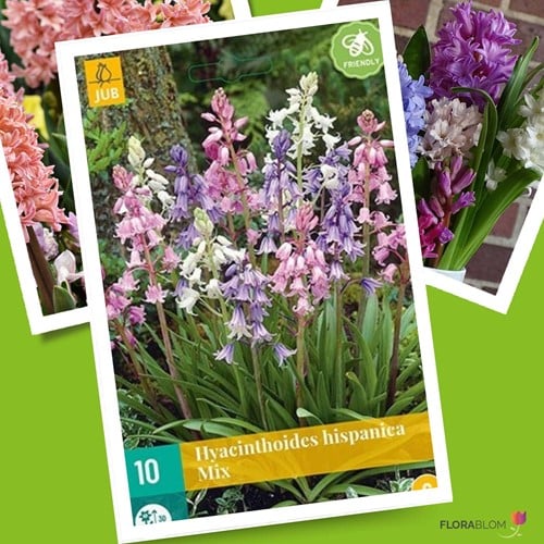 Hyacinthoides Hispanica Mix – Jacinthe des Bois