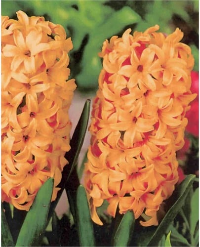 Jacinthe Gipsy Queen - Hyacinthus