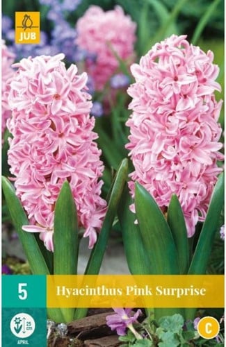 Jacinthe Pink Surprise - Hyacinthus
