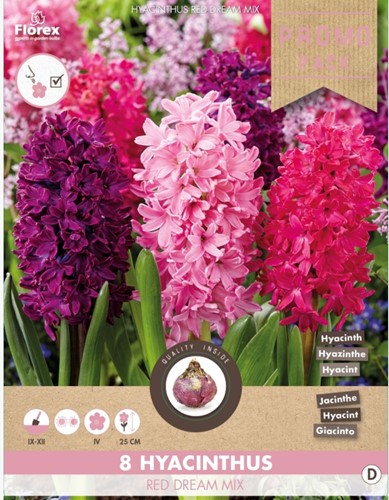 Jacinthe Red Dream Mix - Hyacinthus