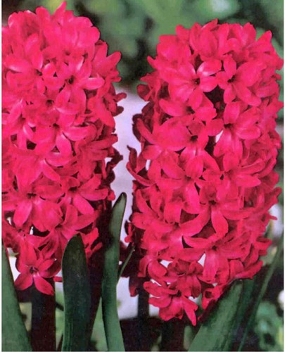 Jacinthe Jan Bos - Hyacinthus