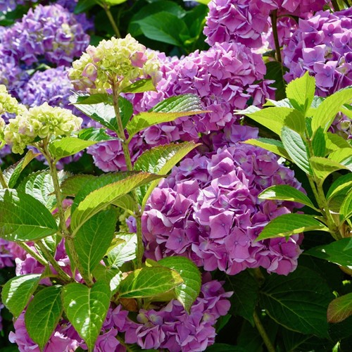 Hortensia Rose - Hydrangea